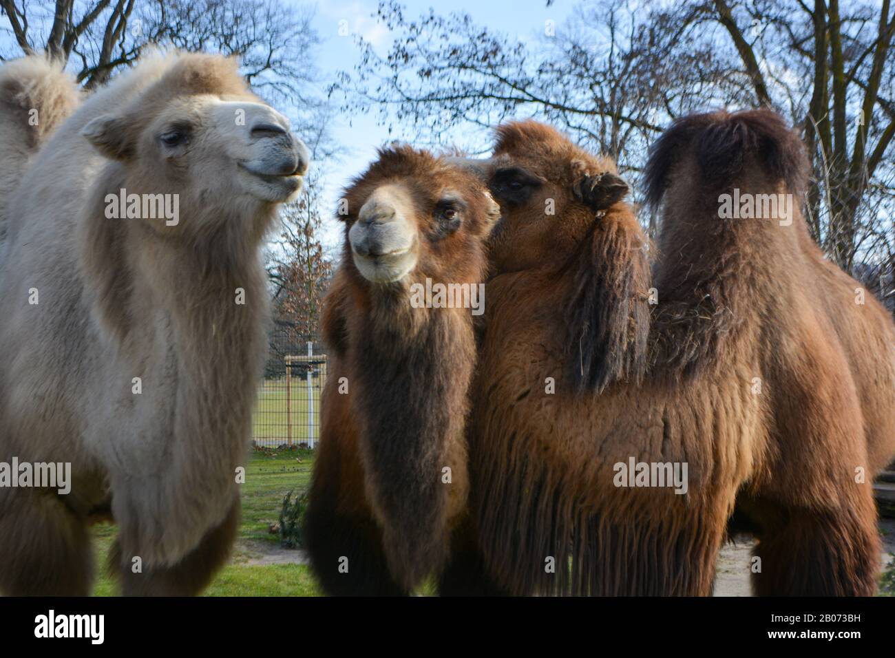 Three camels are in line. Camels at the zoo. named Wilhelma in the ...