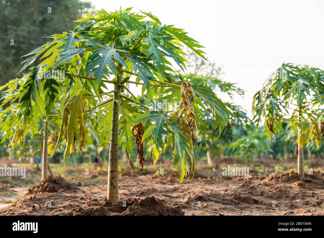 Young papaya fruit on papaya tree in farm Stock Photo Alamy
