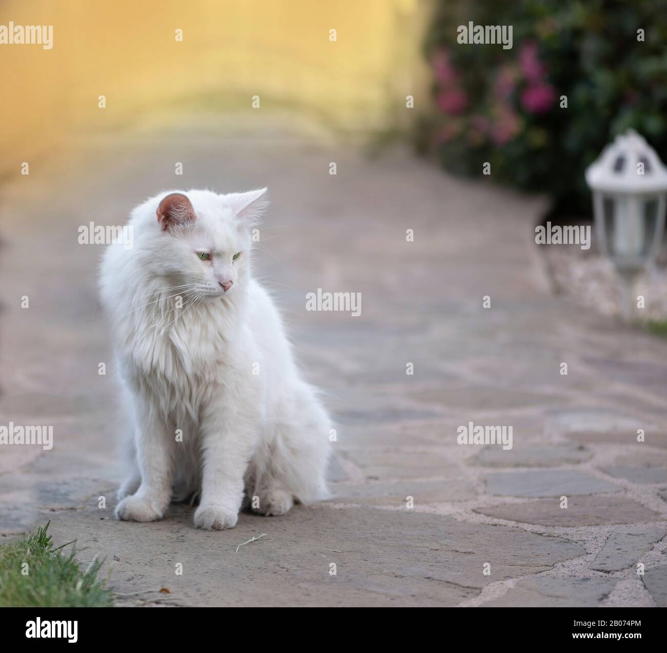 White cat sitting in the garden hi-res stock photography and images - Alamy