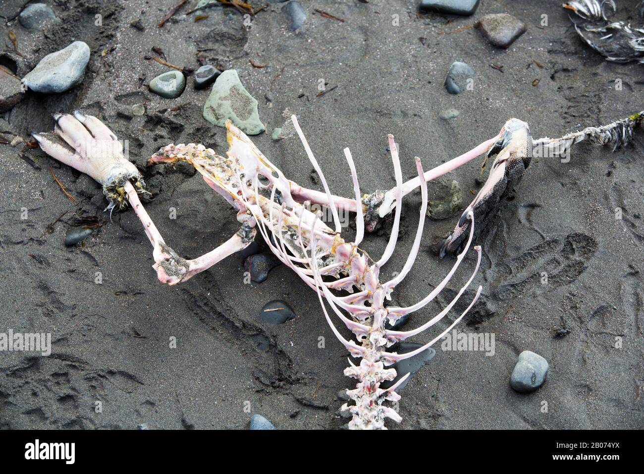 Gentoo Penguin skeleton on Livingston Island, South Shetland Islands, Antarctica. Stock Photo