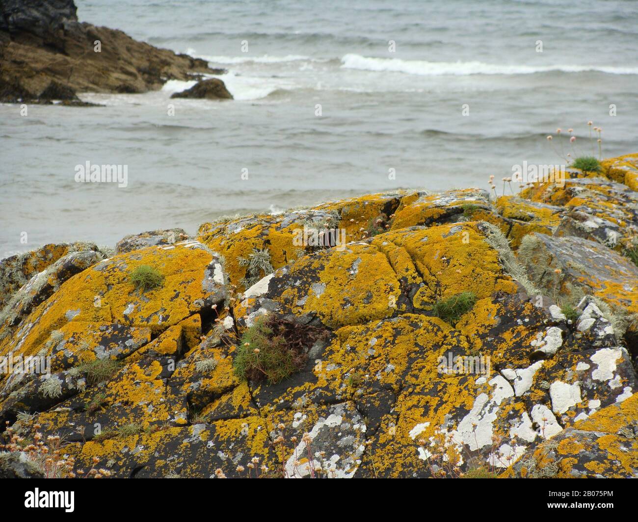 picture of rocks on the ocean shore, rocks overgrown with colored moss ...