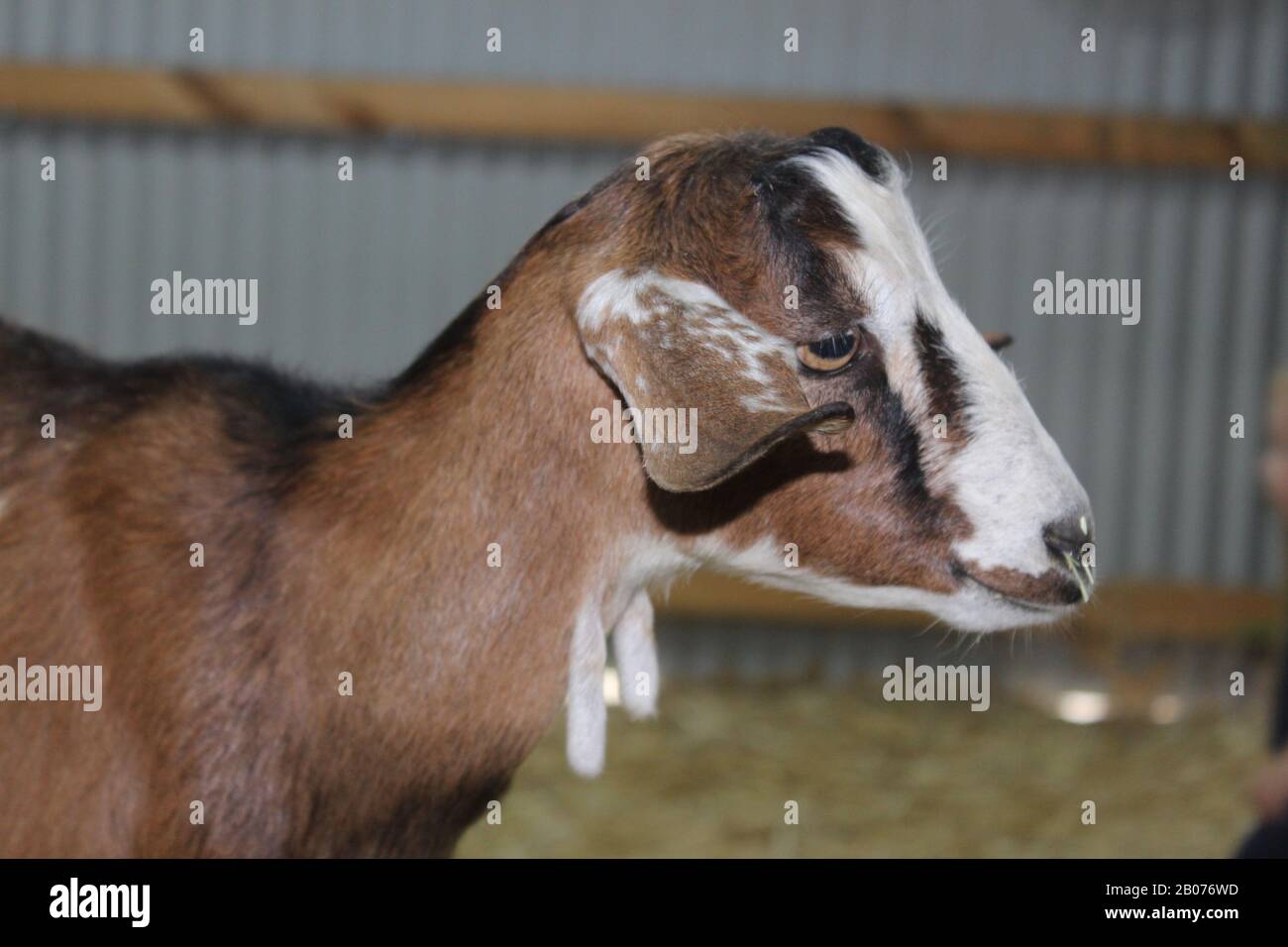 Dairy goat with wattles Stock Photo