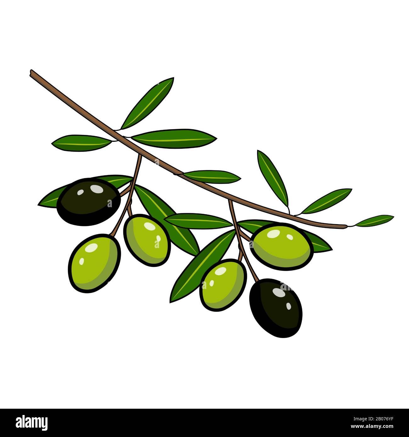 Black and green olives on a branch. Stock Vector