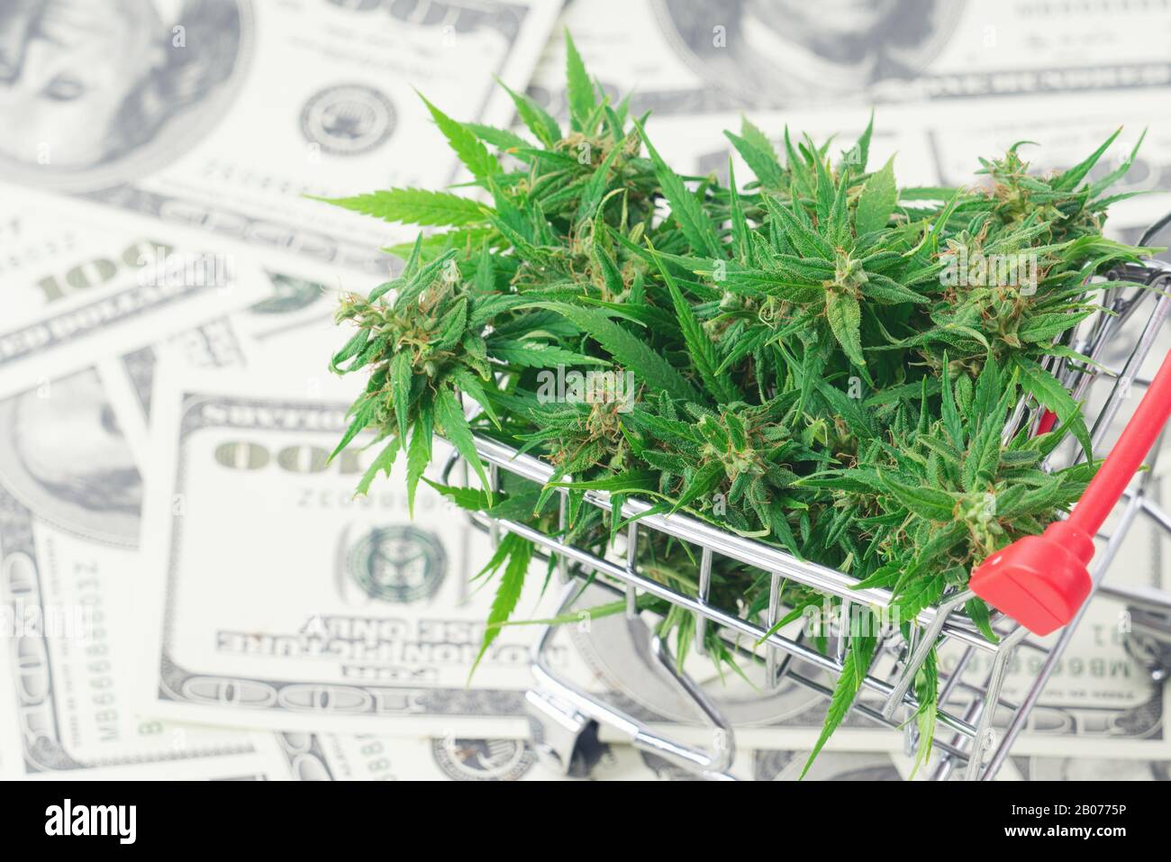 fresh marijuana flower on hundred dollar banknote Stock Photo