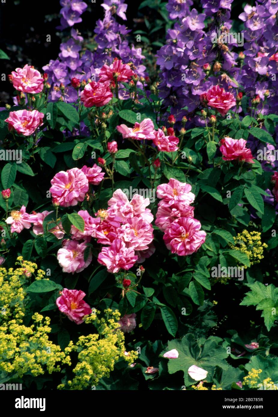 Ladys mantle garden border hi-res stock photography and images - Alamy