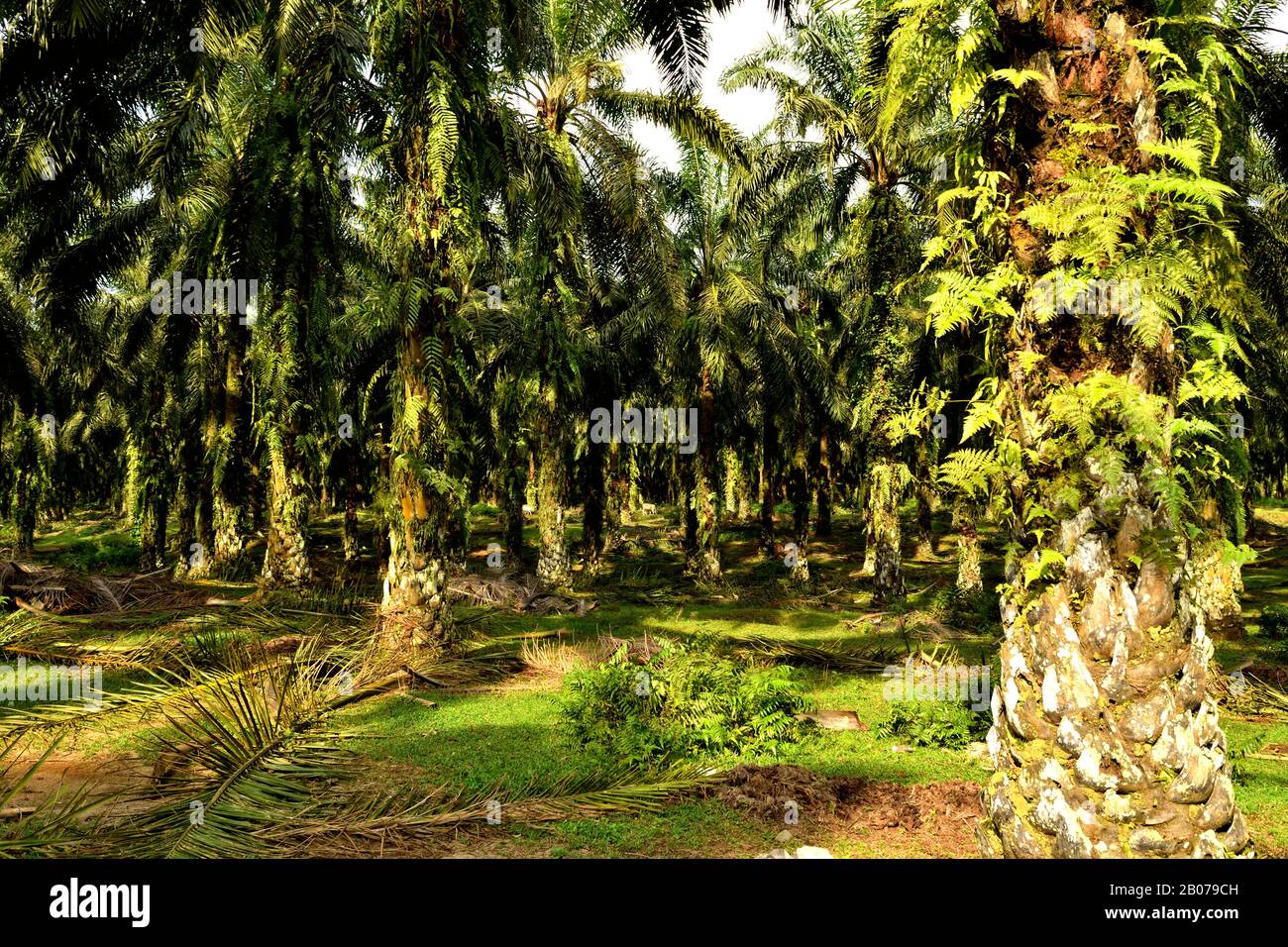 View of an oil palm plantation, after deforestation Stock Photo