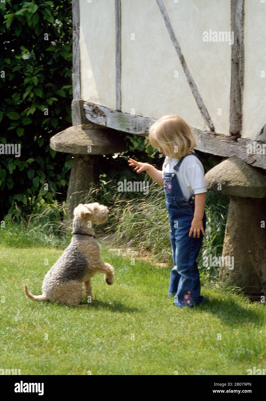 Small girl wearing blue dungarees standing on lawn with fox terrier dog Stock Photo