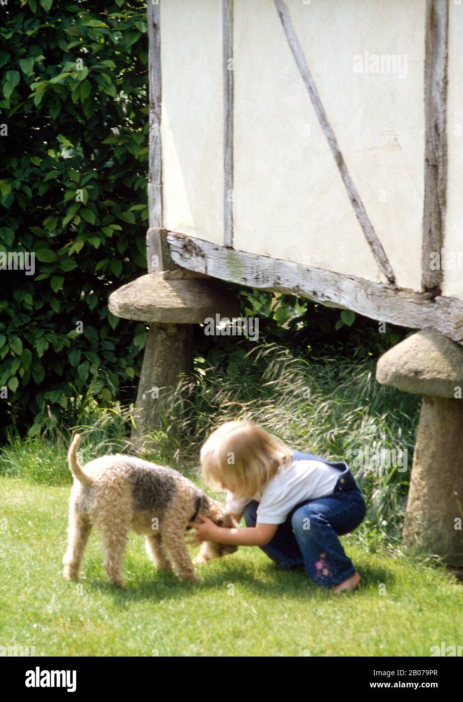 Small girl wearing blue dungarees crouching on lawn with fox terrier dog Stock Photo