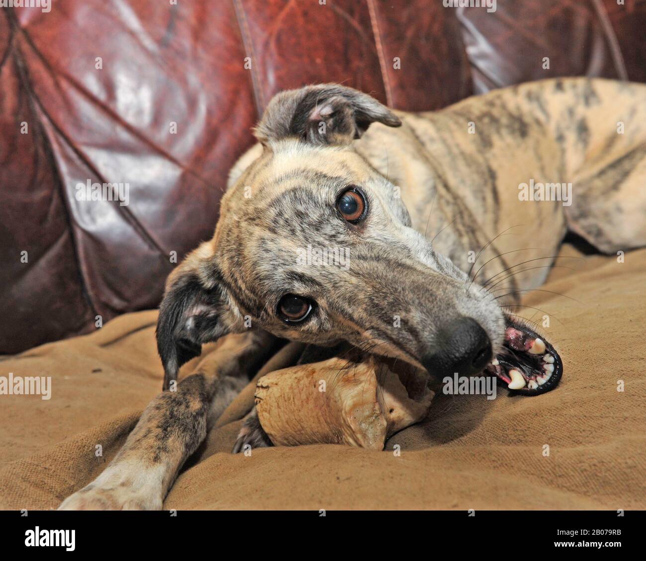 lurcher chewing a raw meaty bone Stock Photo
