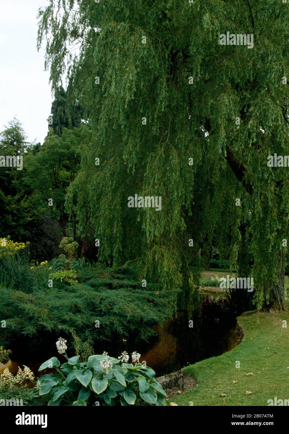 Lake side with hosta and willow tree Stock Photo