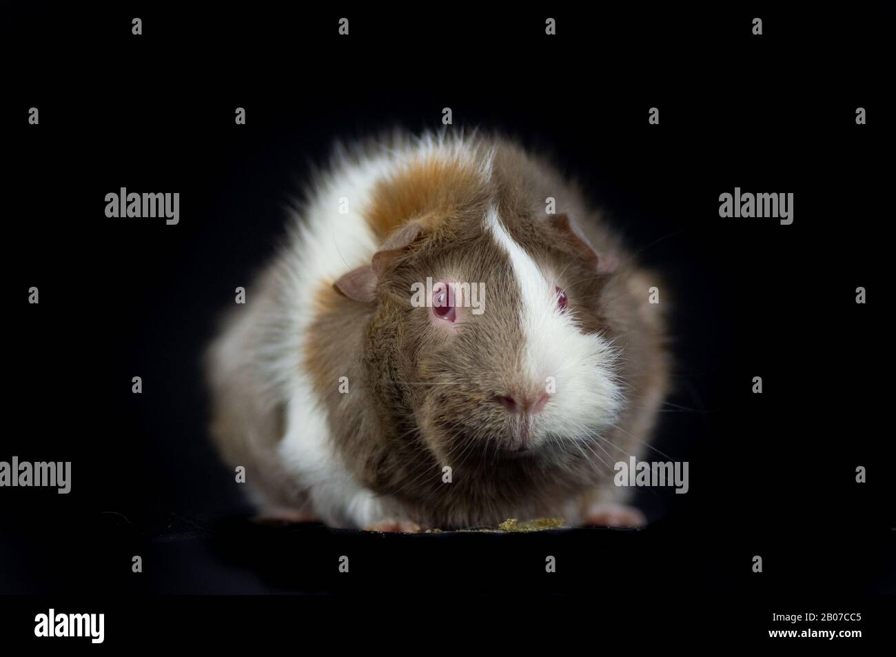 guinea pig with red eyes Stock Photo Alamy