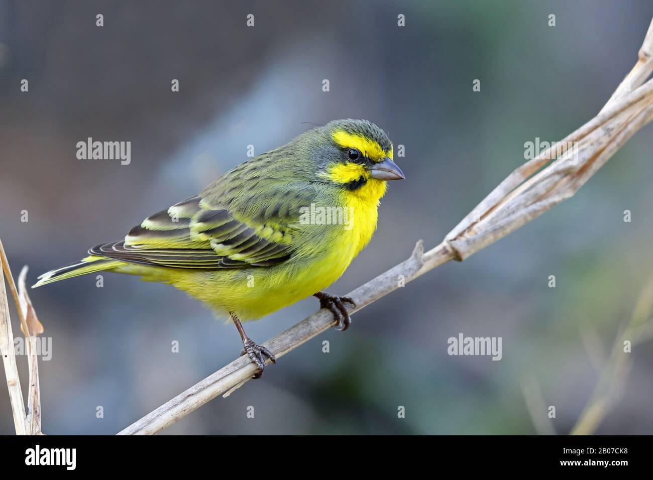 Yellow-fronted canary (Serinus mozambicus), on a sprout, South Africa, KwaZulu-Natal, Mkhuze Game Reserve Stock Photo