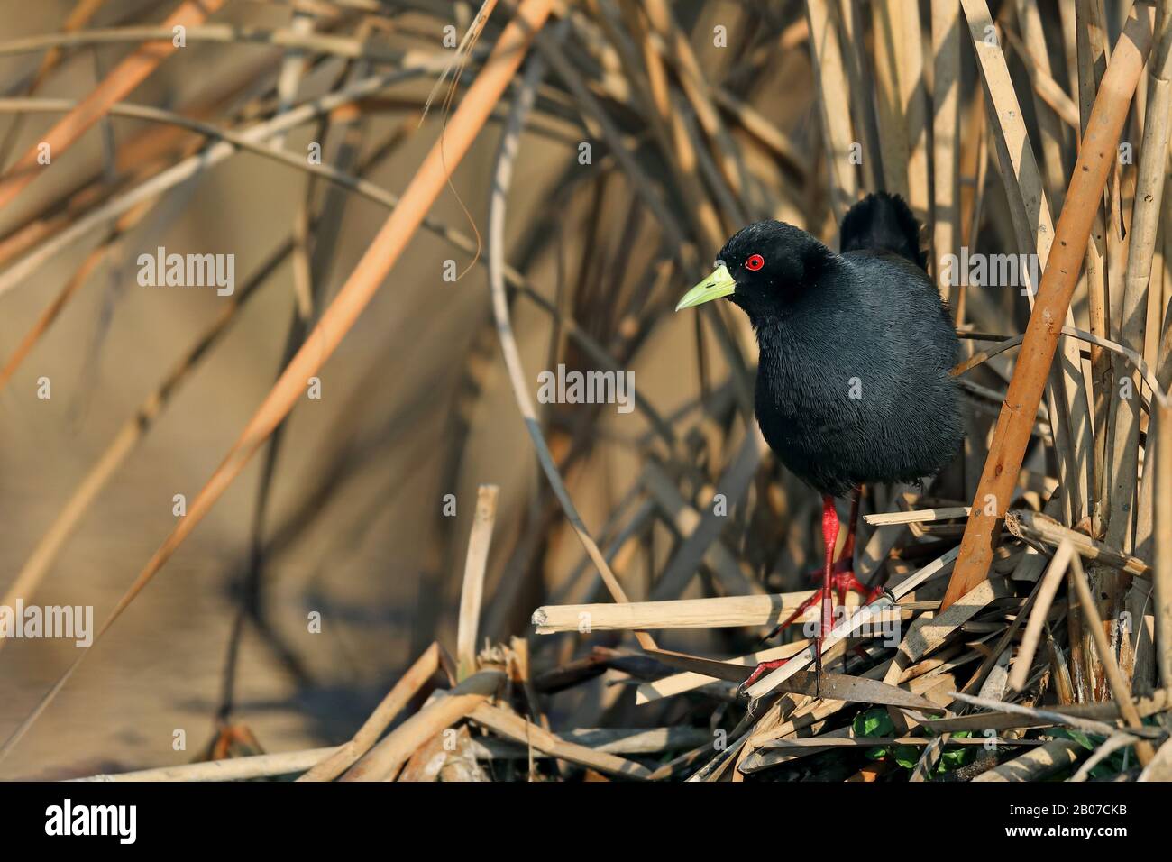 African black crake (Porzana flavirostra), searching for food in bank, South Africa, Marievale Bird Sanctuary Stock Photo