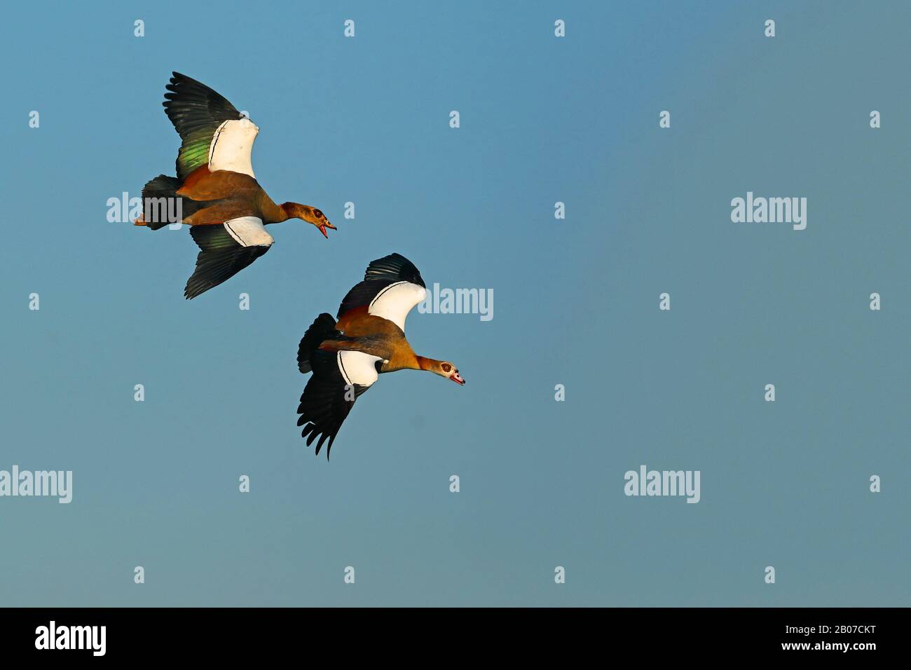 Egyptian goose (Alopochen aegyptiacus), flying pair, South Africa, Lowveld, Krueger National Park Stock Photo