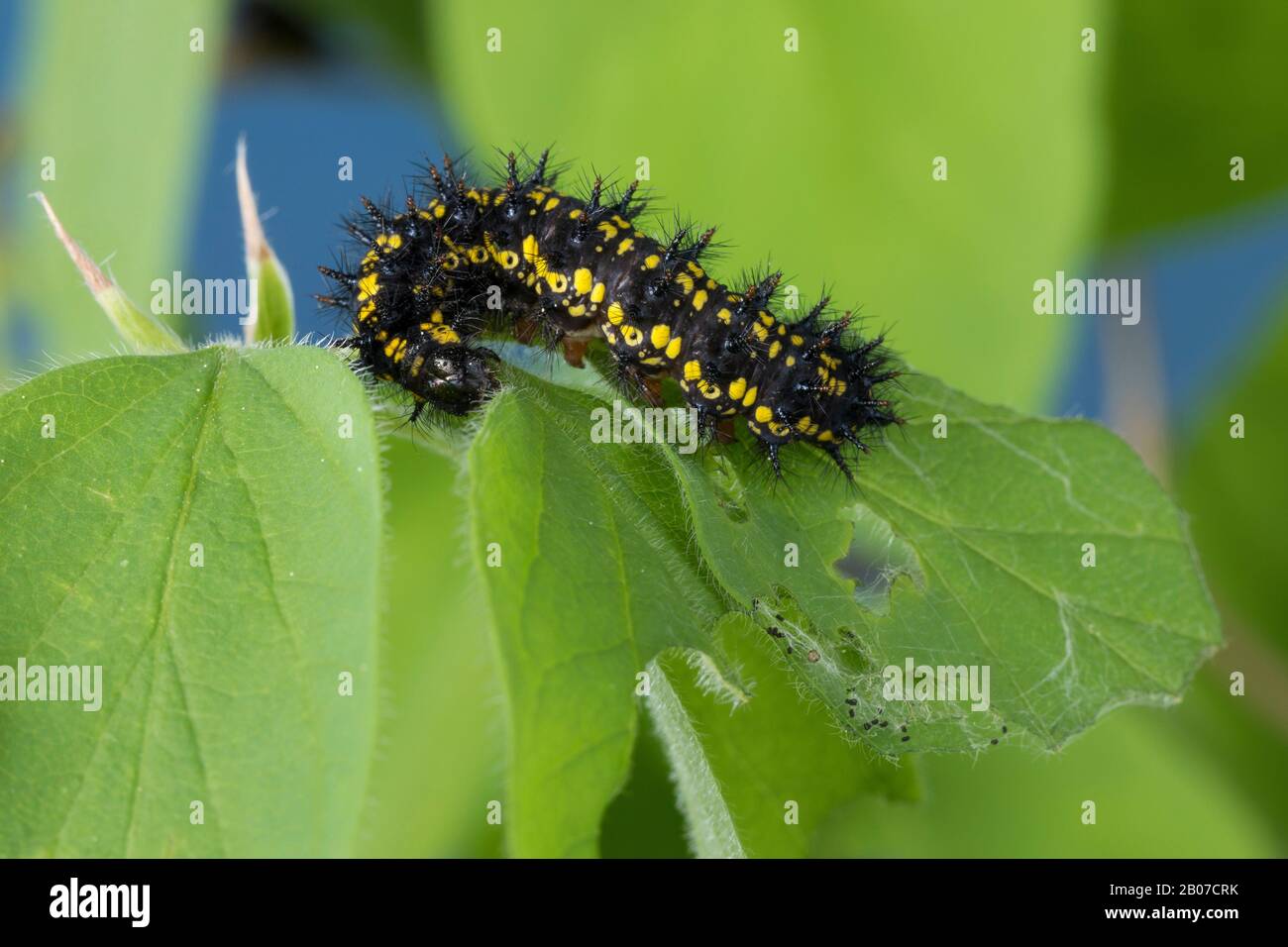 Scarce fritillary (Euphydryas maturna, Hypodryas maturna), caterpillar eating at honeysuckle, Germany Stock Photo