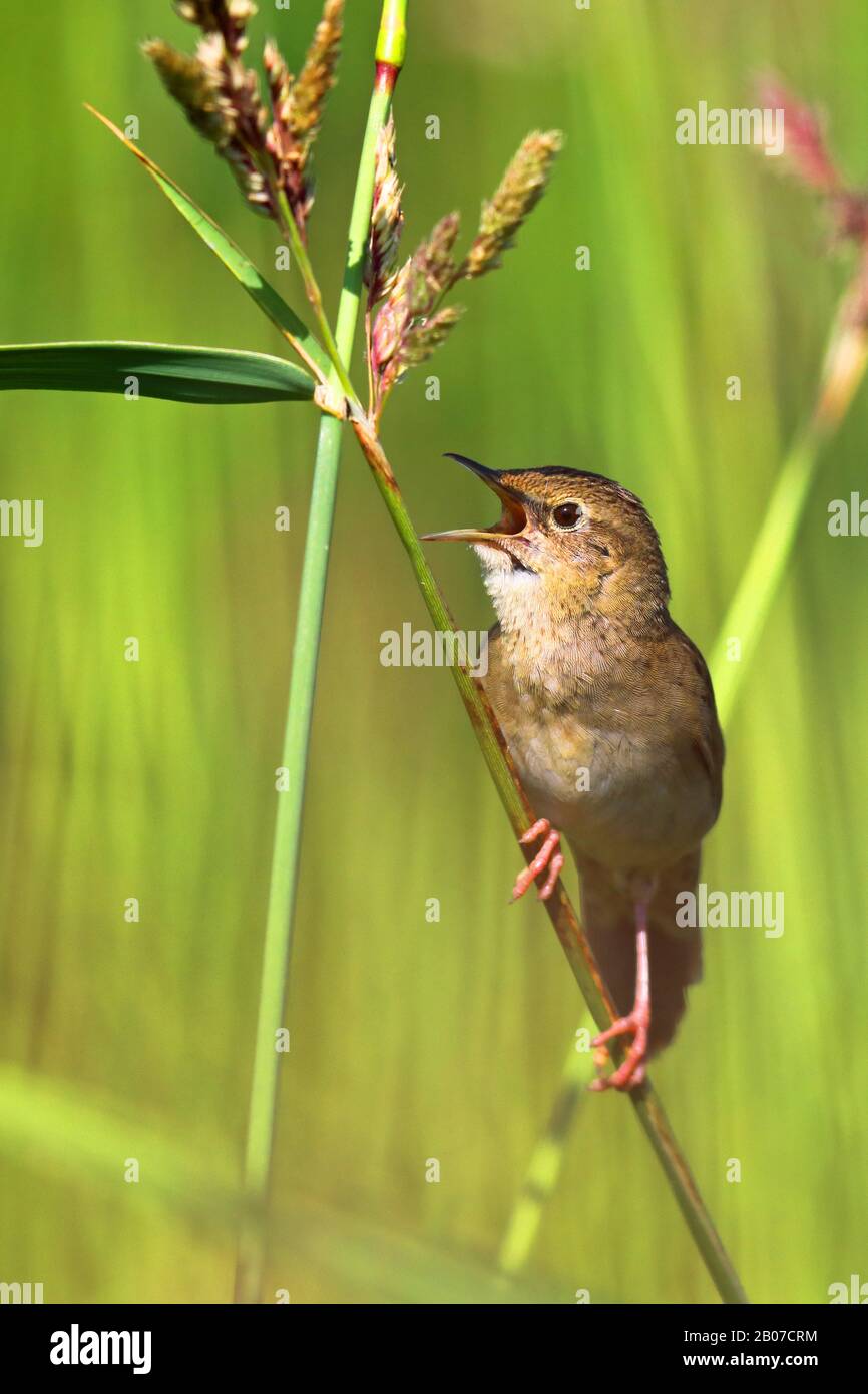 grasshopper warbler (Locustella naevia), male sings at a blade of grass, Netherlands Stock Photo