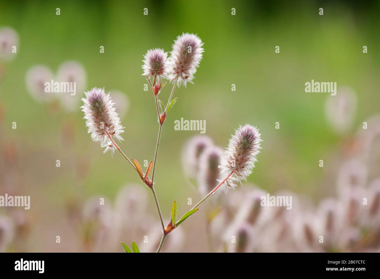rabbit-foot clover, stone clover, hare's-foot clover (Trifolium arvense), blooming, Germany Stock Photo