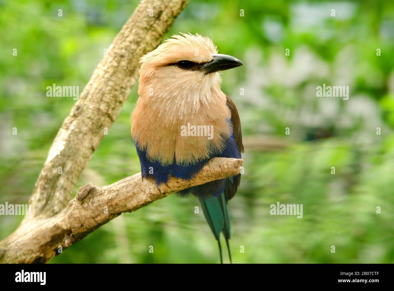 blue-bellied roller (Coracias cyanogaster), perching on a branch Stock Photo
