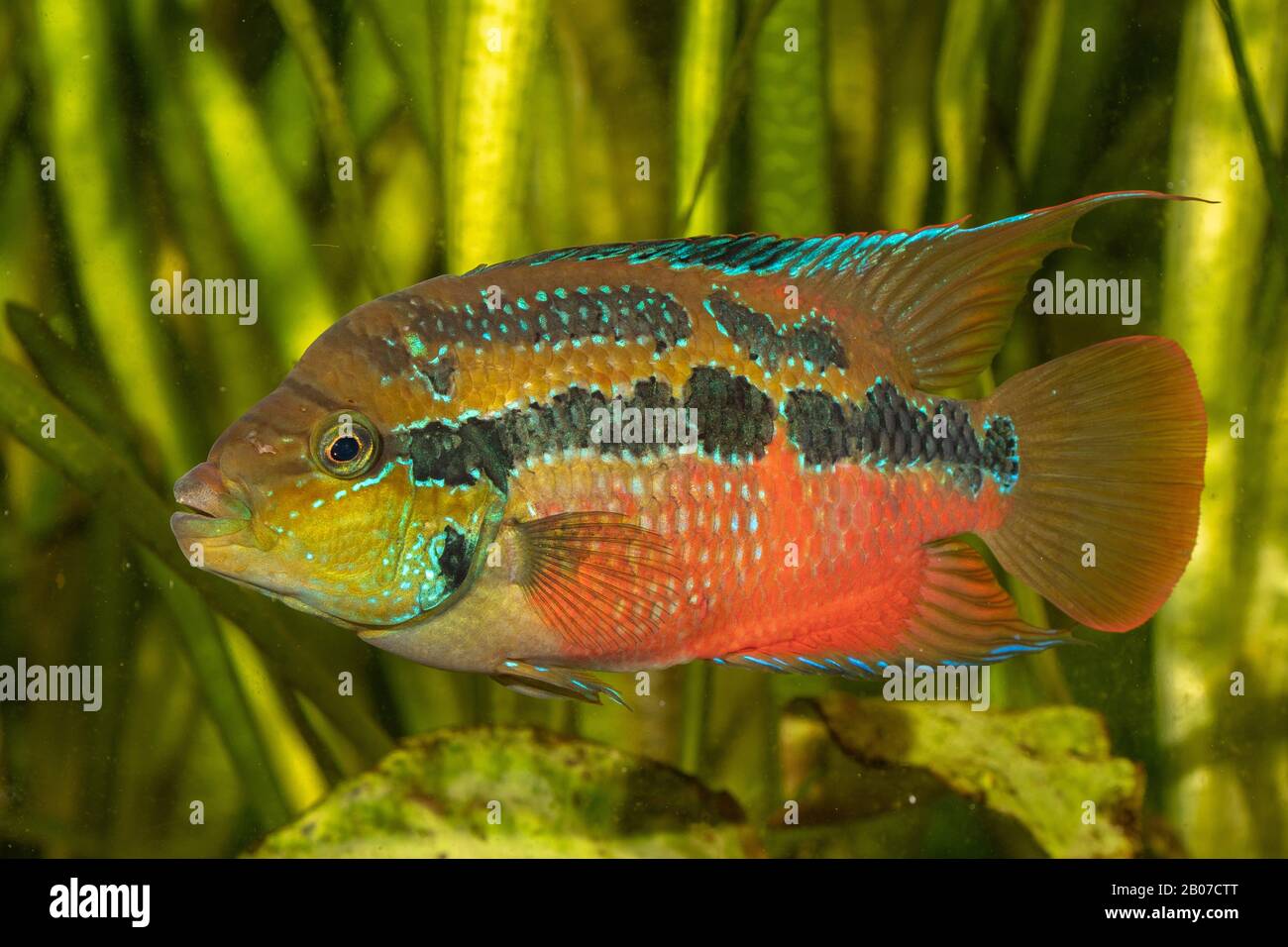 Salvin's Cichlid, Yellow Belly (Cichlasoma salvini, Nandopsis salvini), male in spawning coloration Stock Photo