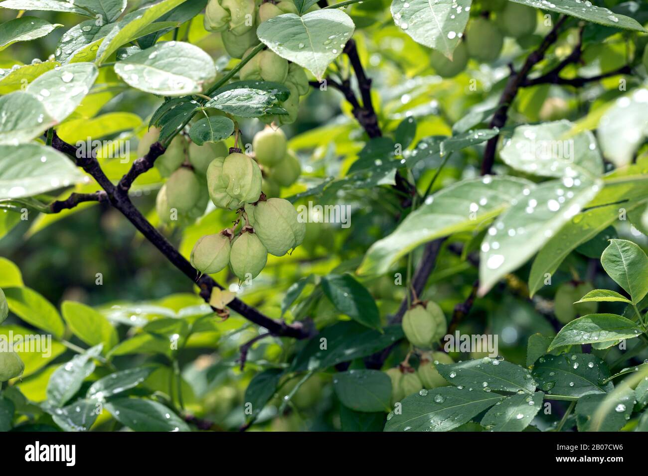 Bladdernut, European Bladdernut (Staphylea pinnata, Staphylaea pinnata), branch with fruits, Germany Stock Photo