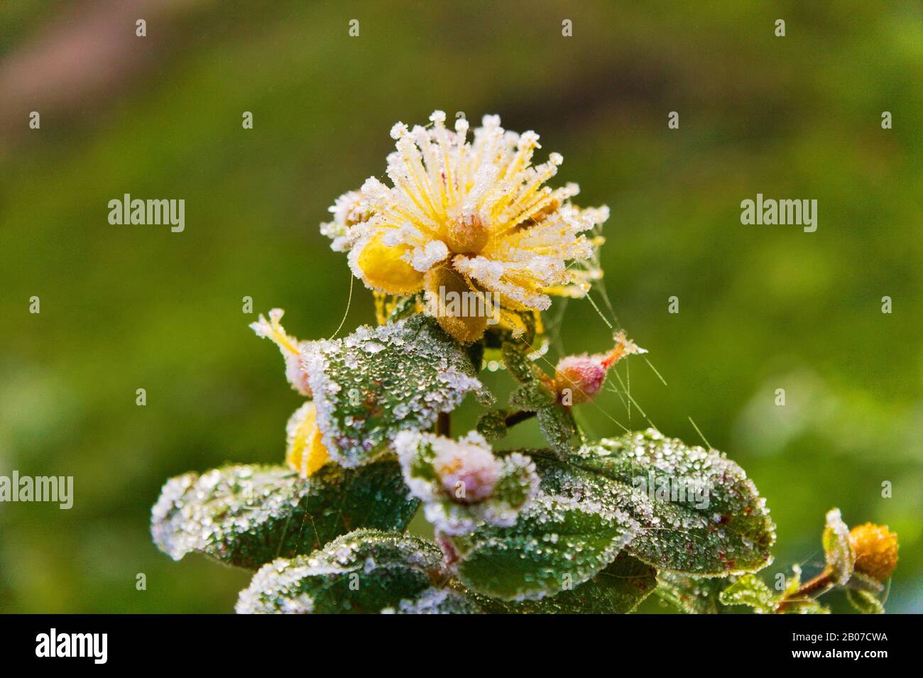 St. Johns-wort (Hypericum x inodorum), flowers with hoar frost Stock Photo