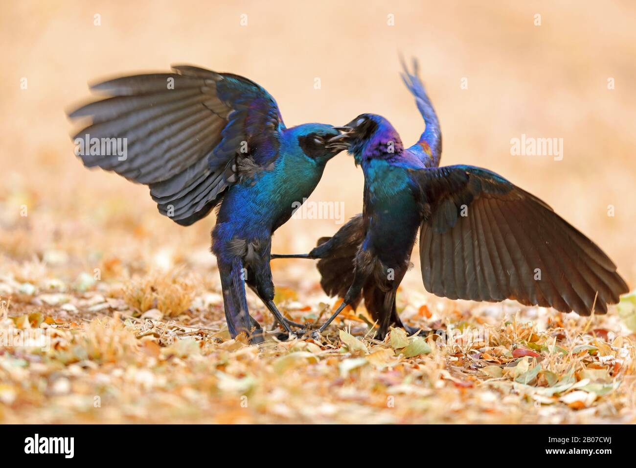 meve's starling (Lamprotornis mevesii), territorial dispute, South Africa, Krueger National Park Stock Photo