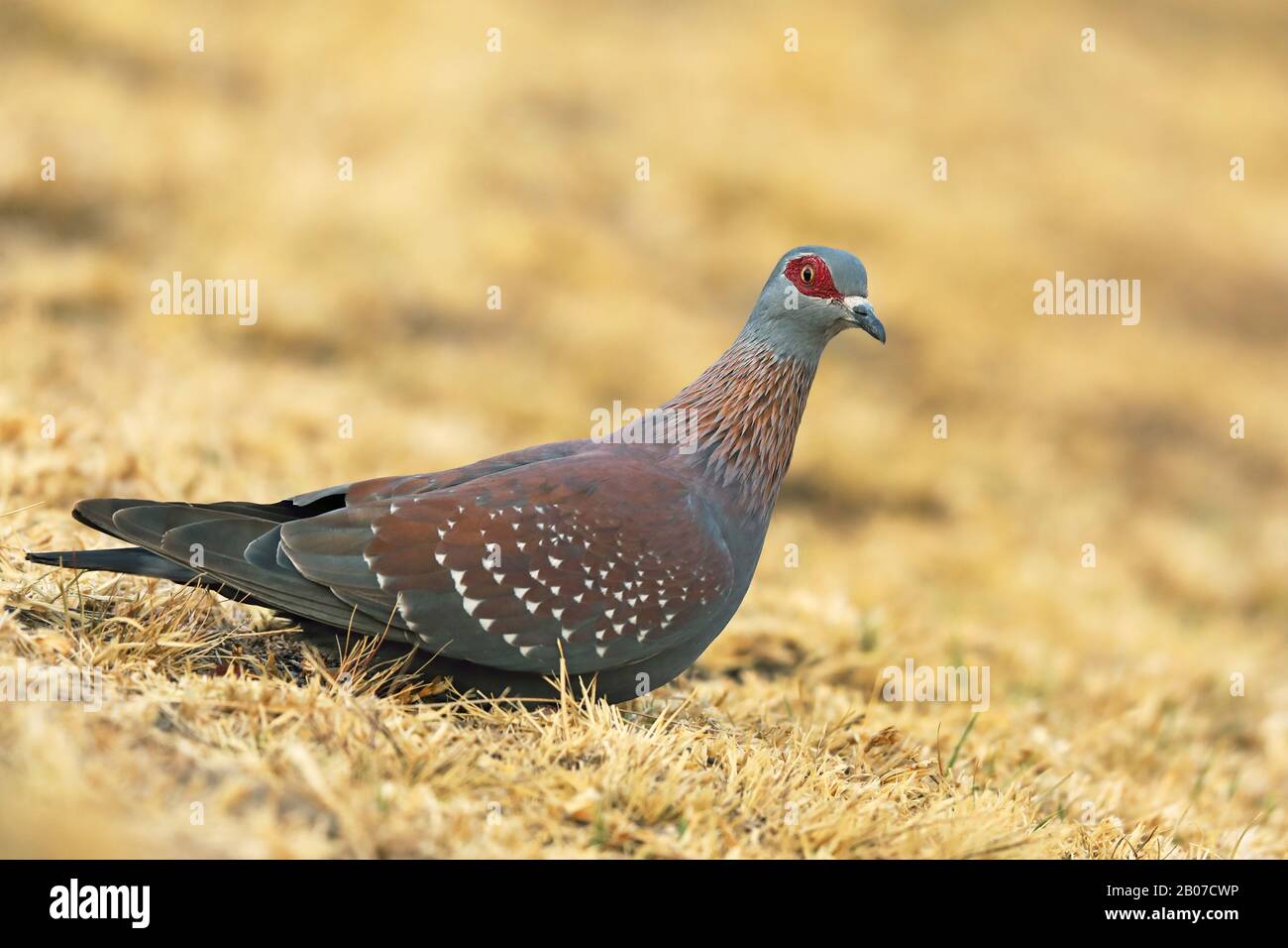 speckled pigeon (Columba guinea), sitting on a ground, South Africa, Giants Castle Game Reserve Stock Photo