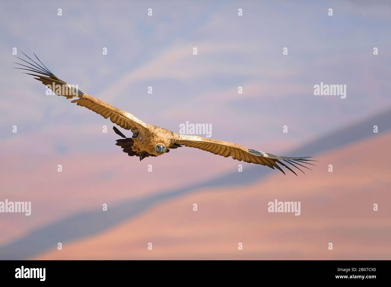 Cape vulture (Gyps coprotheres), in flight, South Africa, Giants Castle Game Reserve Stock Photo