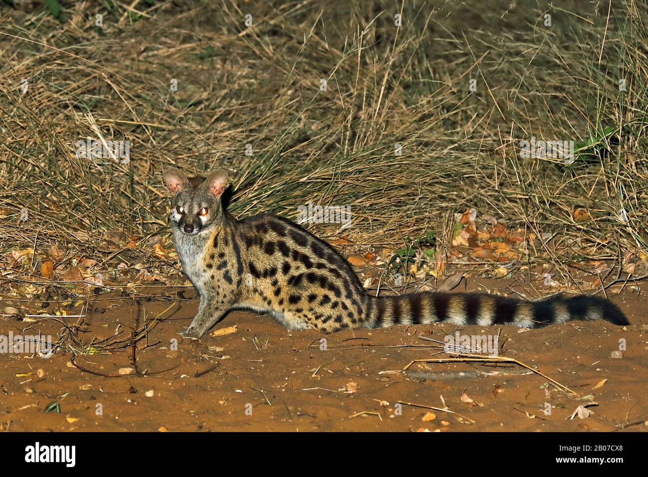 Largespotted Common maculata), sitting in
