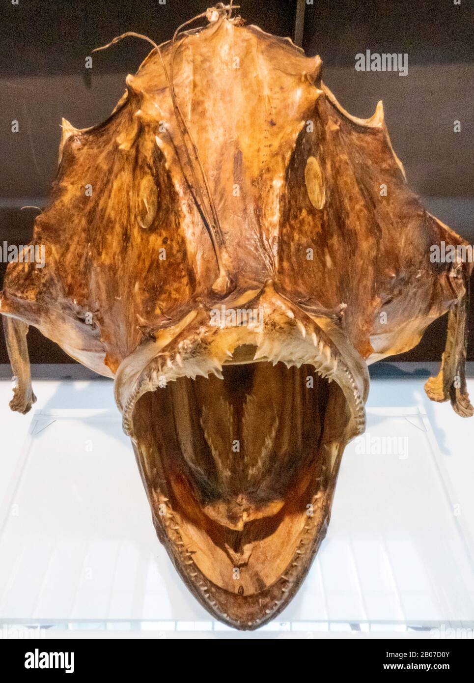 Atlantic angler fish, angler, monkfish (Lophius piscatorius), skull of Angler-fish, Norway, Troms Stock Photo
