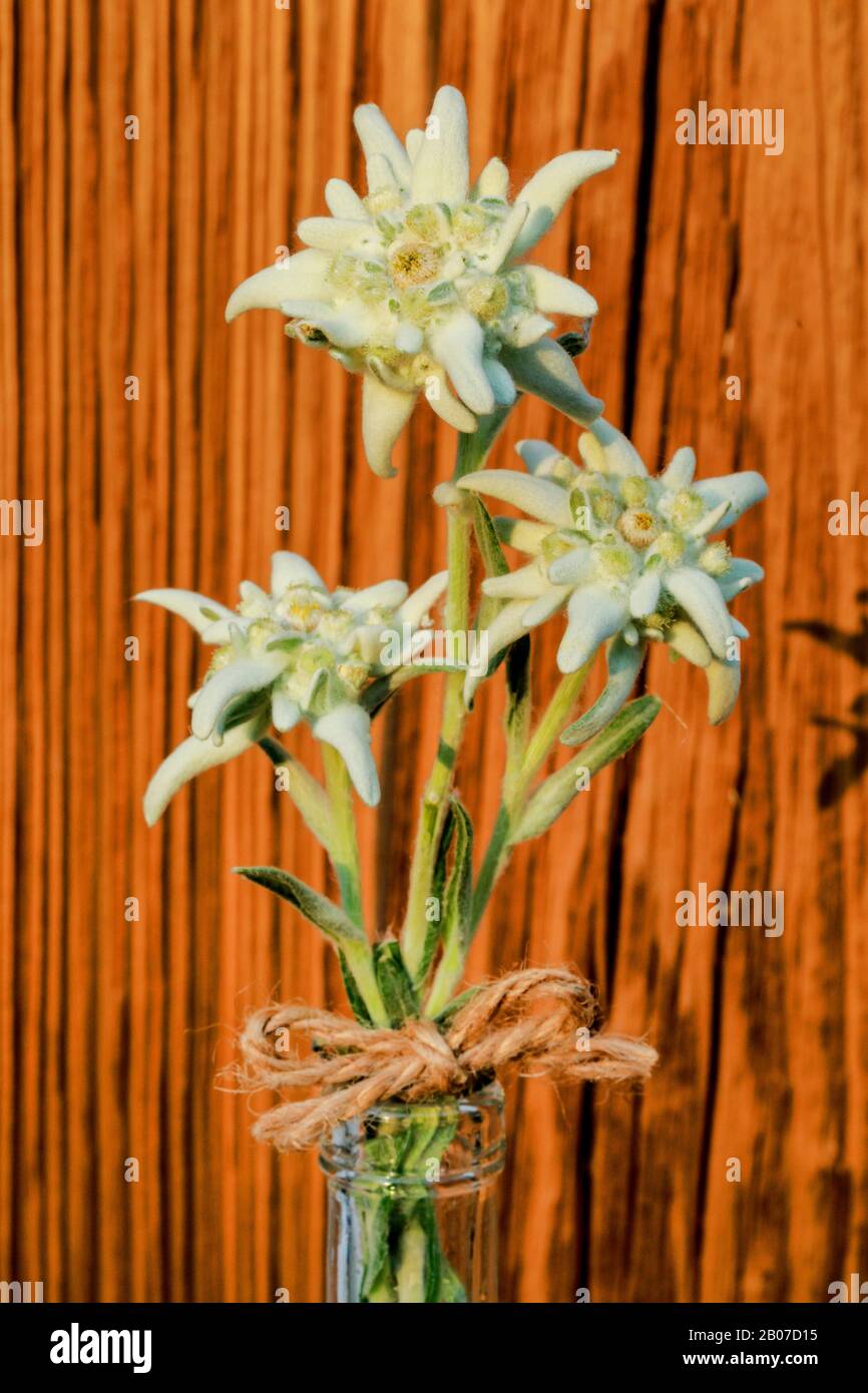 Edelweiss (Leontopodium alpinum, Leontopodium nivale), three Edelweiss flowers, Switzerland Stock Photo