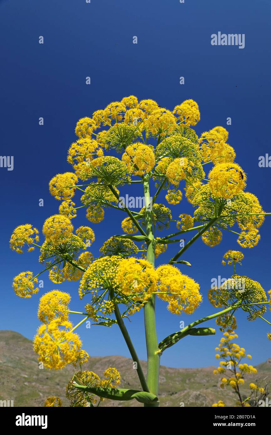 African ammoniacum (Ferula communis), inflorescence against blue sky, Greece, Lesbos, Eressos Stock Photo