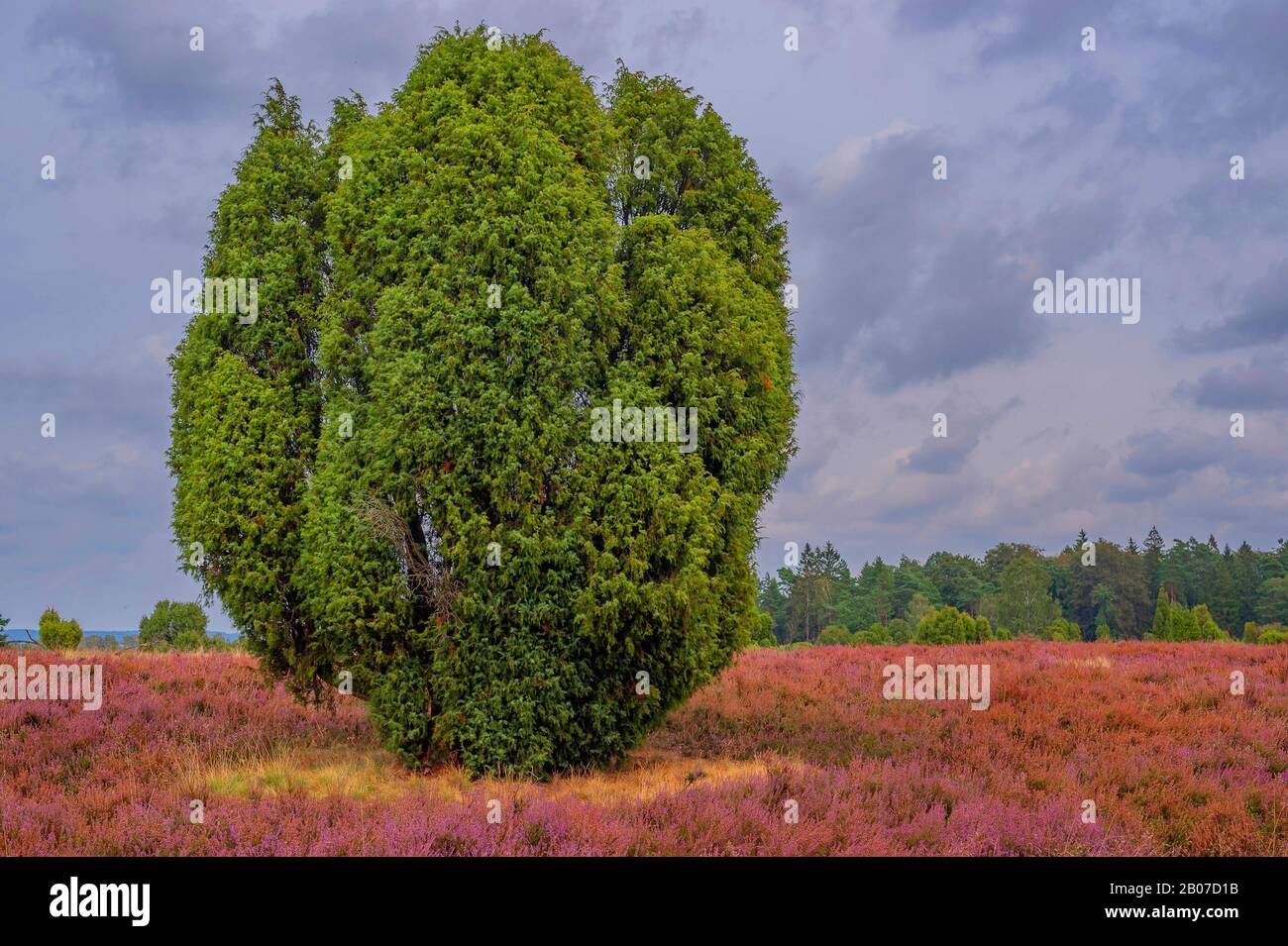 Common juniper, Ground juniper (Juniperus communis), heath in Lueneburger Heide, Lueneburg Heath, Germany, Lower Saxony, Wilsede Stock Photo