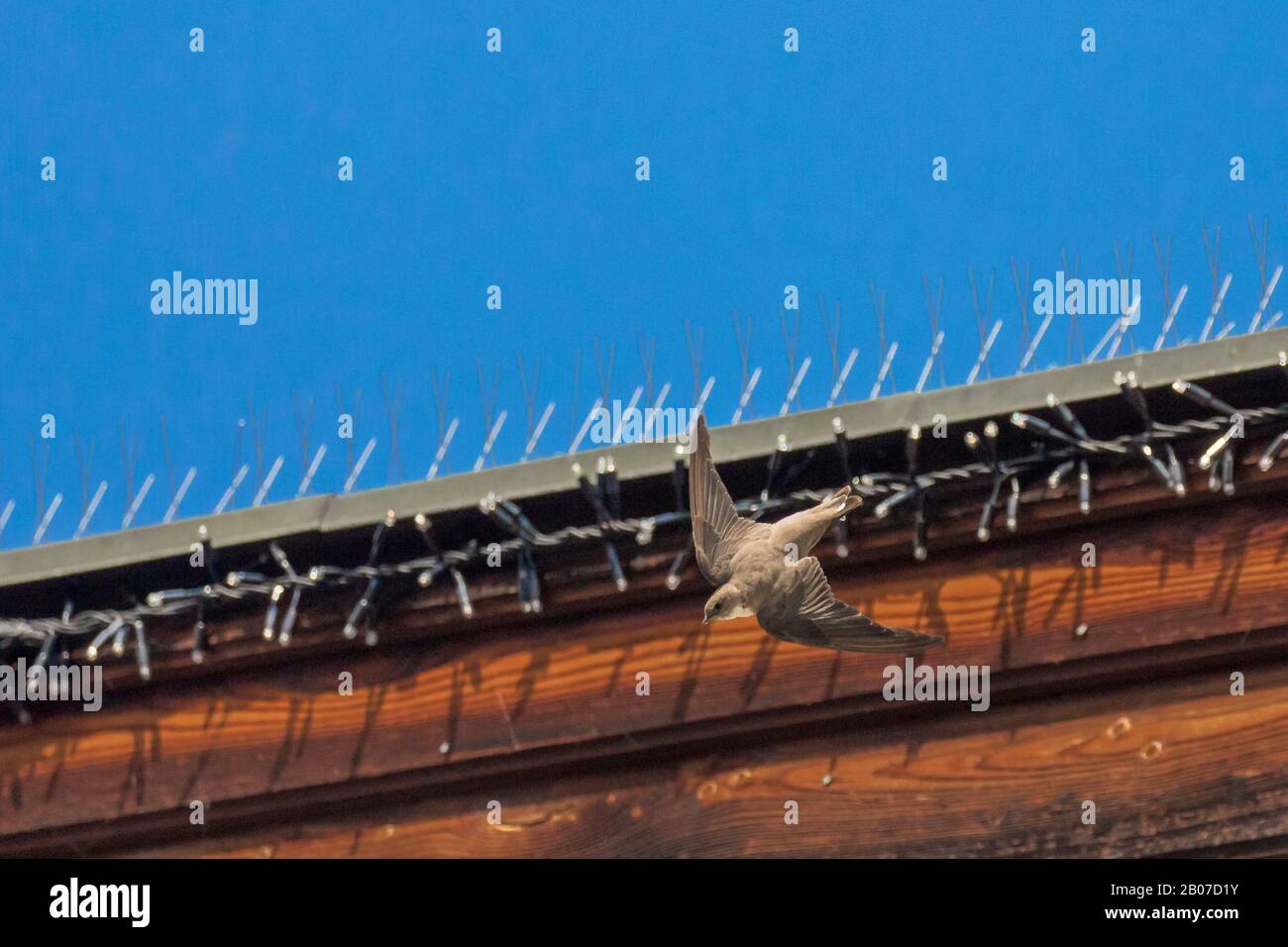 crag martin (Ptyonoprogne rupestris, Hirundo rupestris), flies in front of a roof , Austria, Tyrol Stock Photo