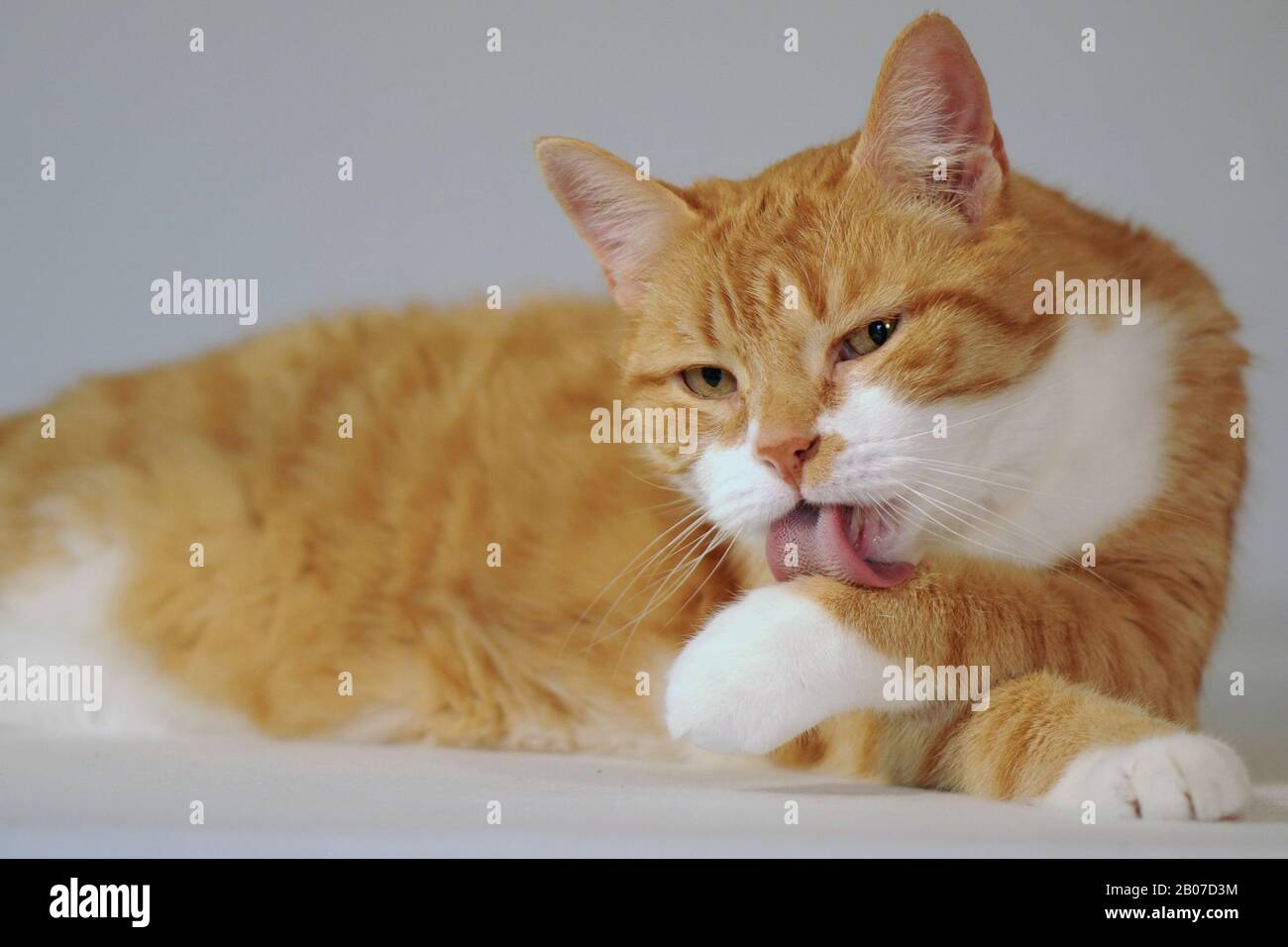 Der kater hi-res stock photography and images - Alamy