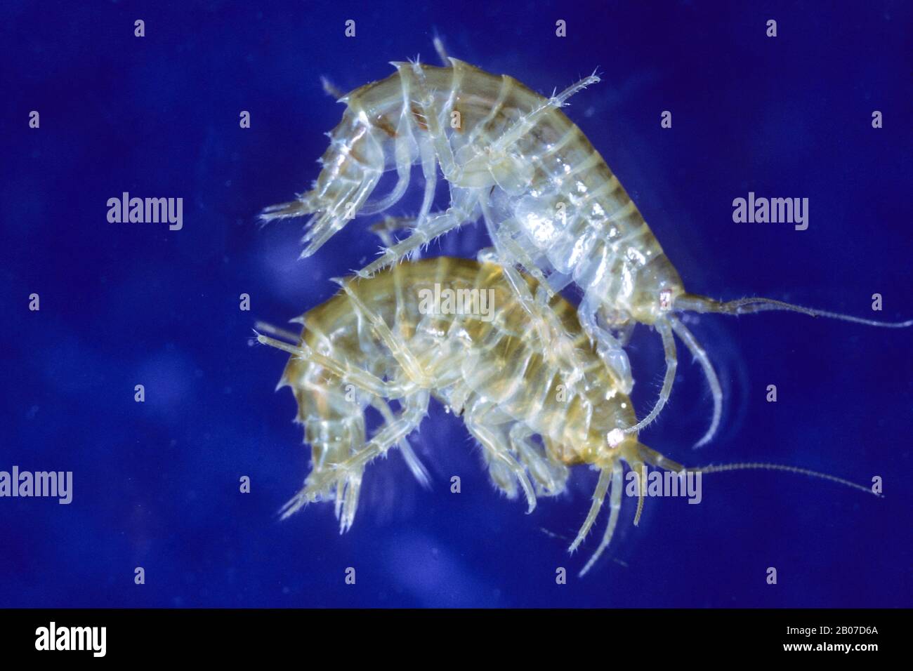 Lacustrine amphipod, Lacustrine shrimp, Freshwater shrimp, freshwater arthropod, freshwater amphipod (Gammarus roeseli), ^mating Stock Photo