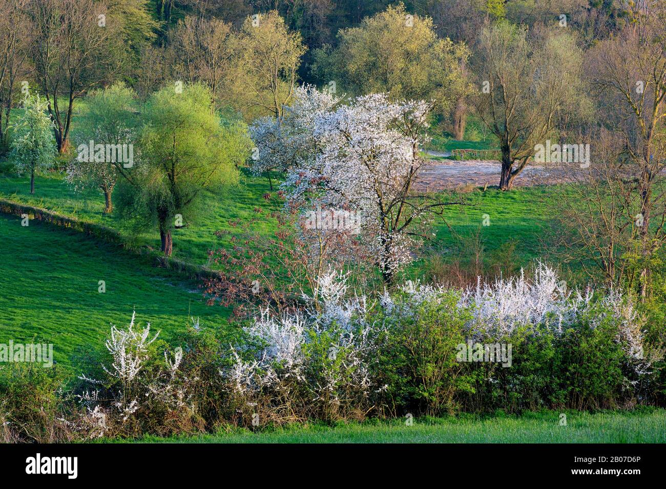 Cherry tree, Sweet cherry (Prunus avium), bloomming cherry trees and black thorns, Belgium, Limburg, Sint-Martens-Voeren, Voerstreek Stock Photo