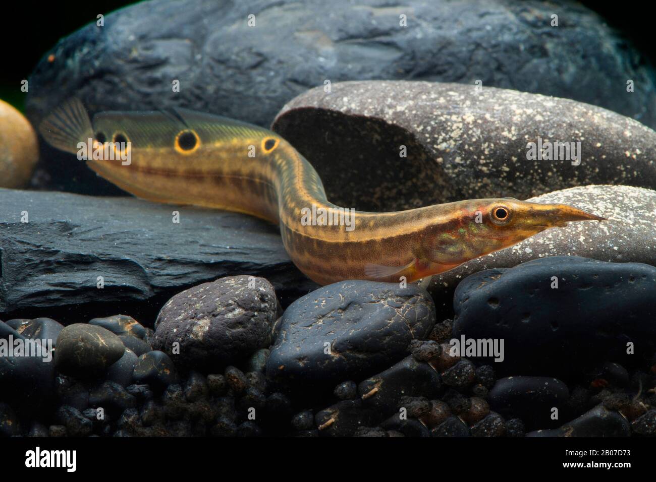 Peacock eel (Macrognathus siamensis), on stones in water Stock Photo