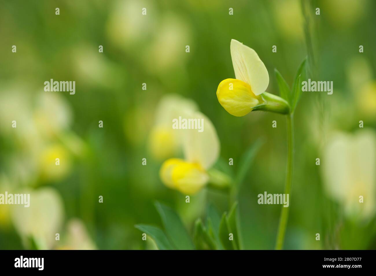 Dragon's Teeth (Tetragonolobus maritimus, Lotus maritimus, Lotus siliquosus), blooming, Germany Stock Photo