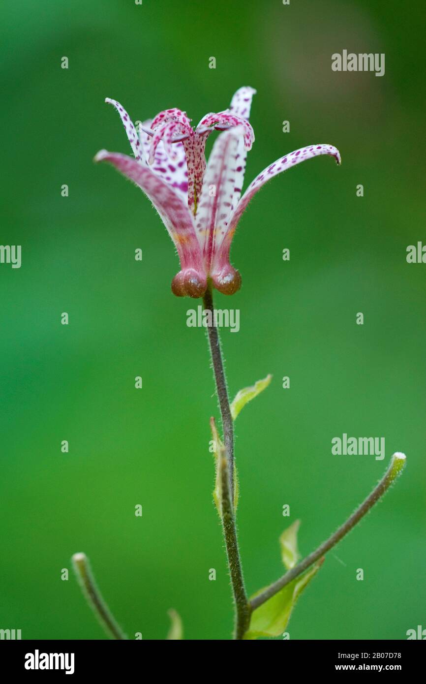 toad lily (Tricyrtis hirta, Tricyrtis japonica), flower Stock Photo