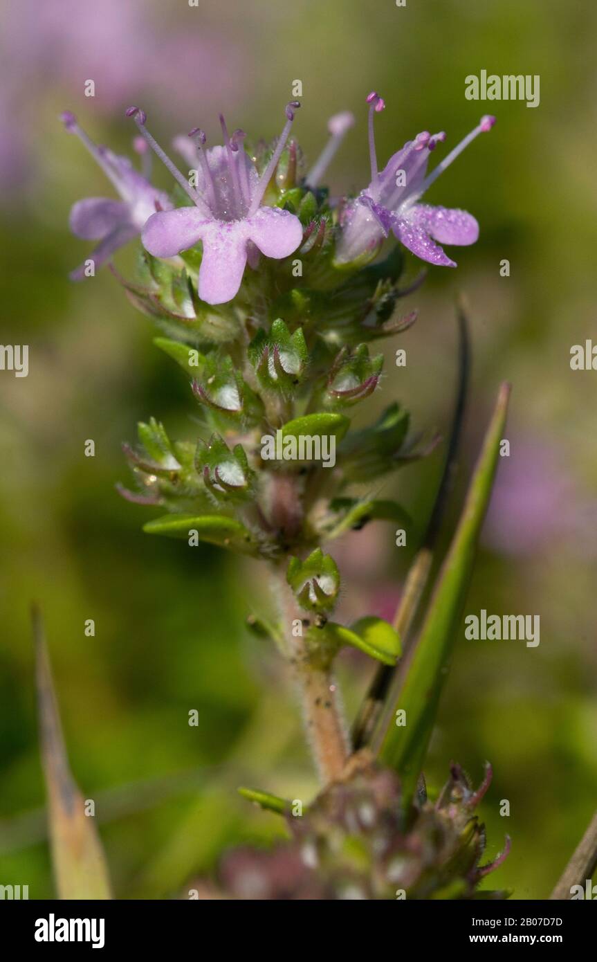 Wild thyme, Breckland thyme, Creeping thyme (Thymus serpyllum), blooming, Germany Stock Photo