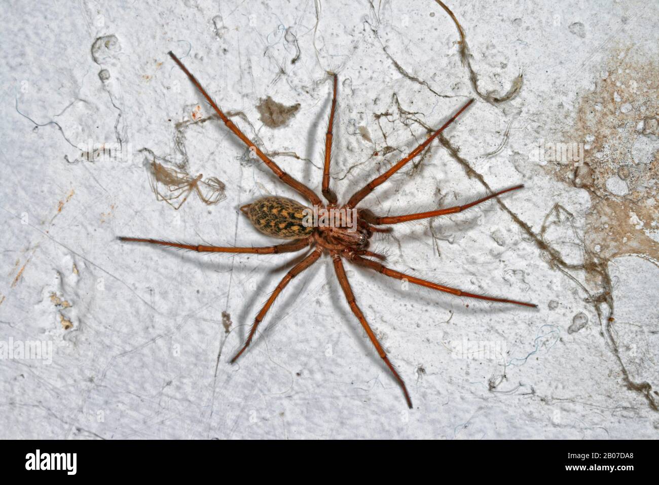 giant European house spider, giant house spider, larger house spider