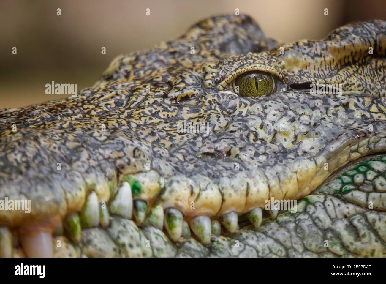 Nile crocodile (Crocodylus niloticus), snout Stock Photo
