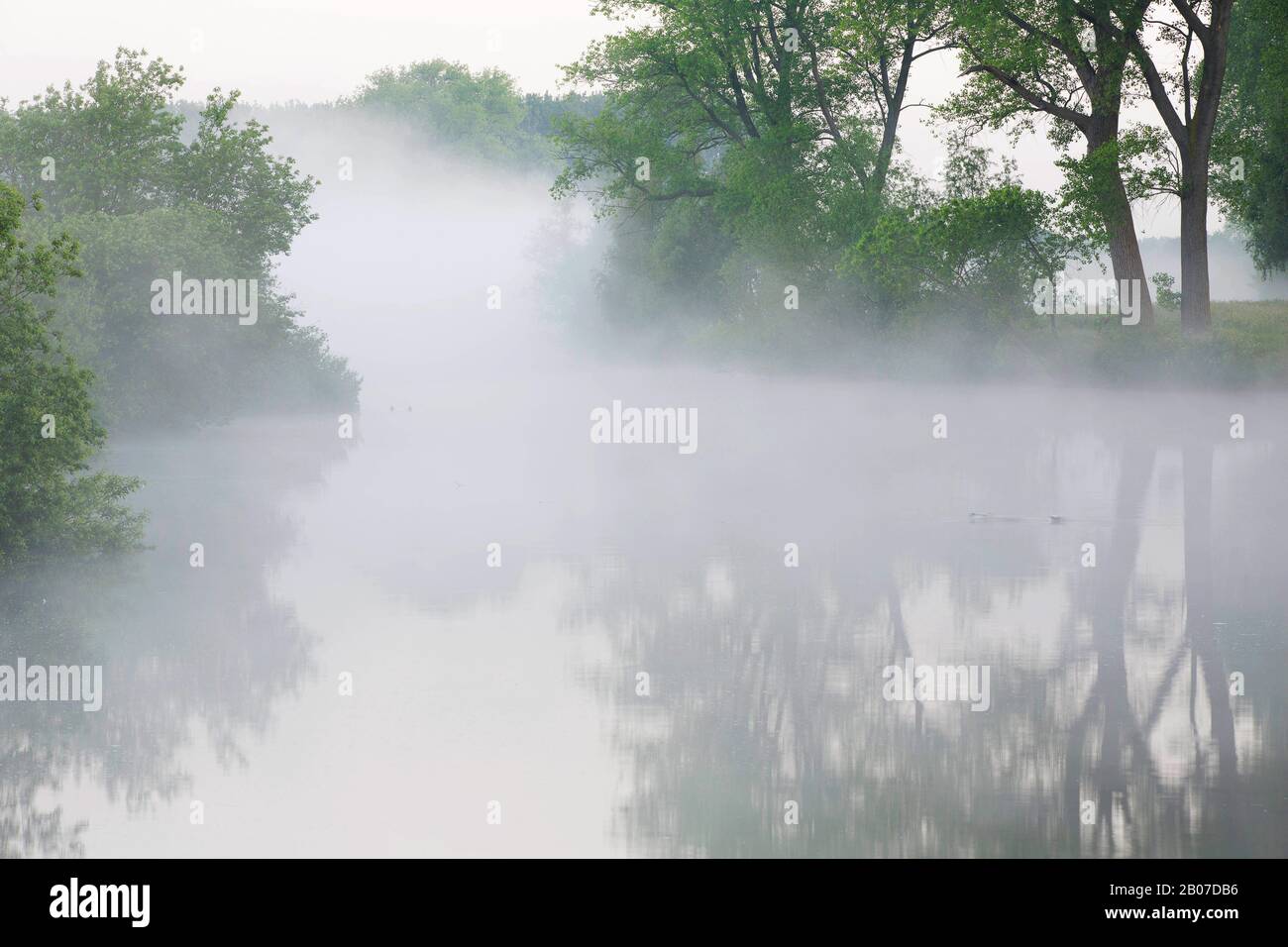 wetland area in Vosselare in morning mist, Belgium, East Flanders, Vosselare, Ooidonk Stock Photo
