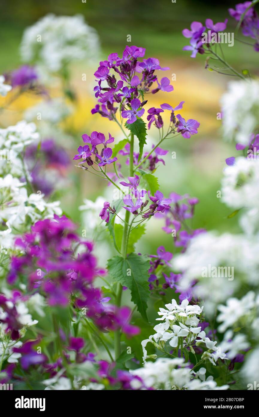 Honesty plant, Annual honesty (Lunaria annua), blooming Stock Photo