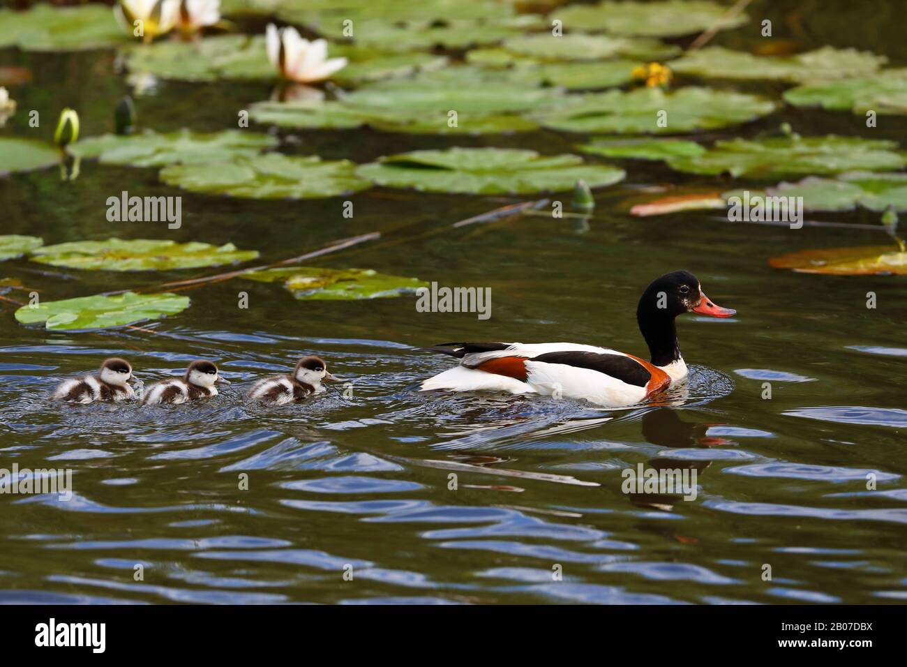 common shelduck (Tadorna tadorna), female swims with chicks, Netherlands, Frisia Stock Photo