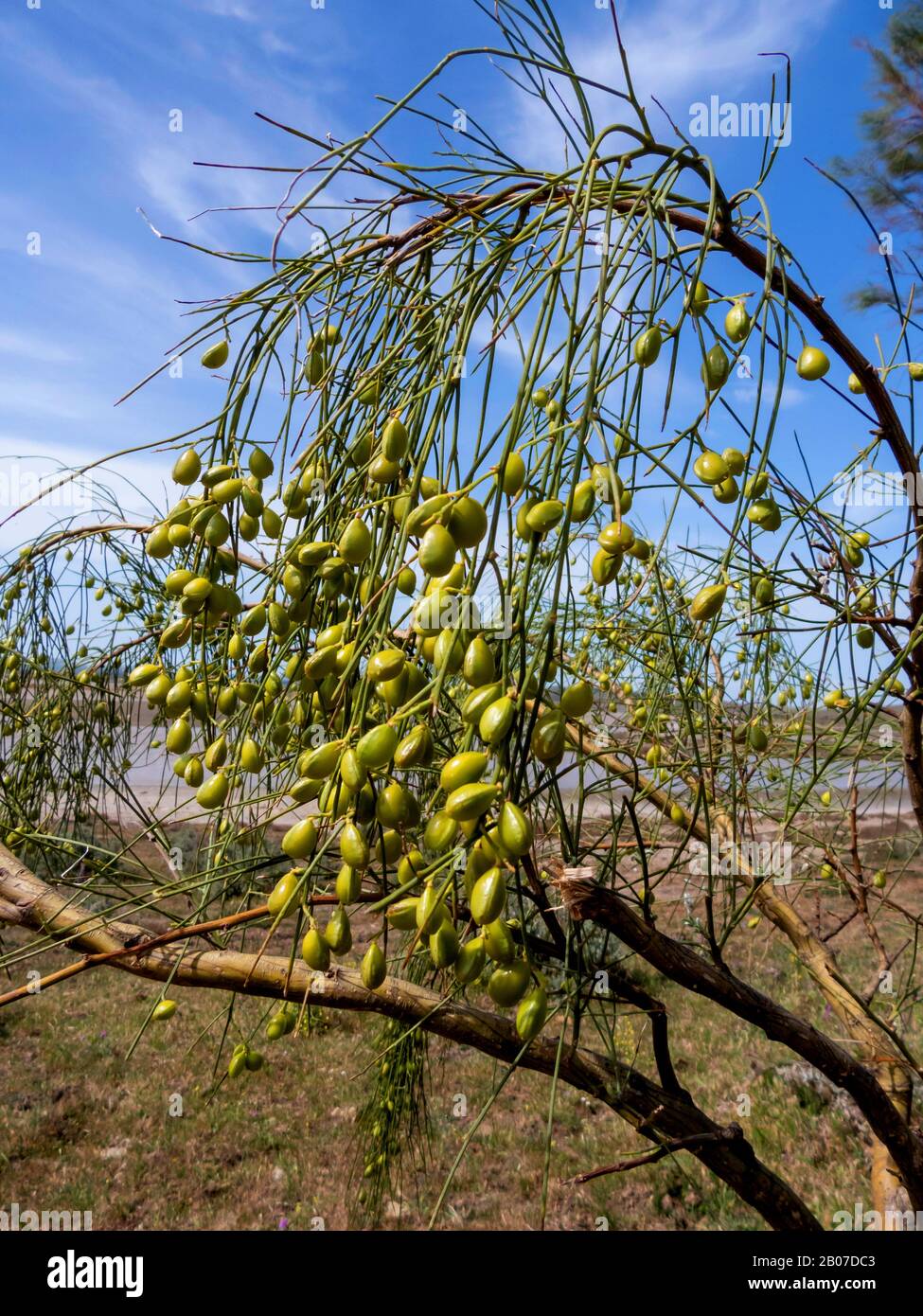 White Broom, Bridal Broom (Retama monosperma, Genista monosperma