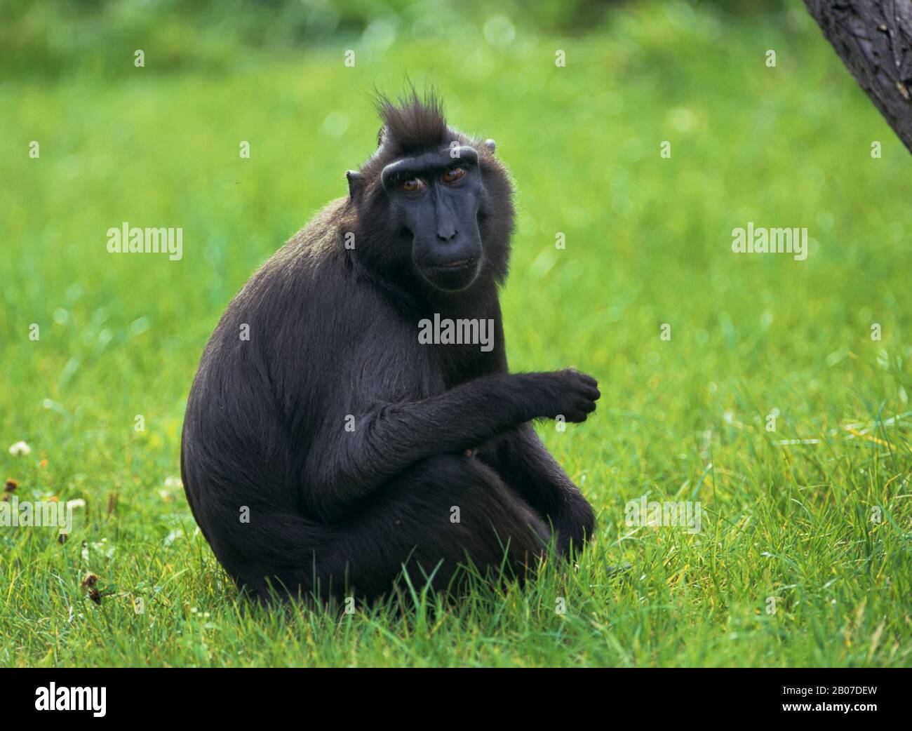 crested gibbon, black-crested Gibbon (Hylobates concolor), sits in a meadow Stock Photo