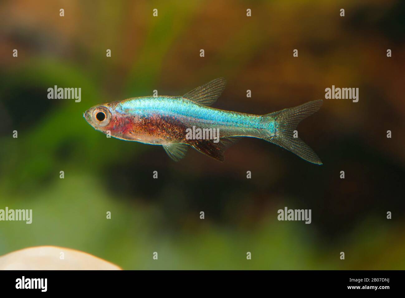 Axelrod's Fire Rasbora (Sundadanio axelrodi), breed blue Stock Photo