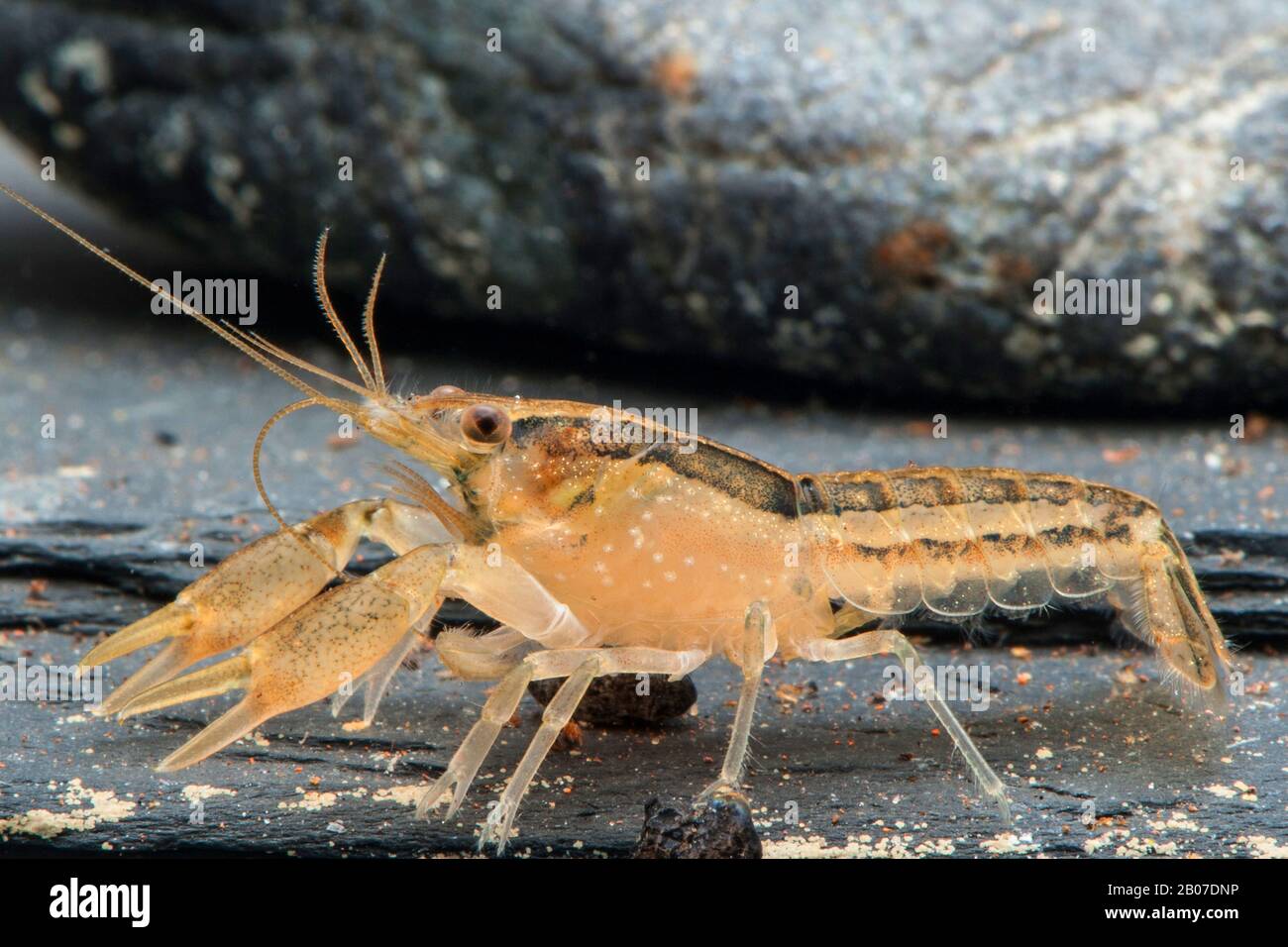 Cajun Dwarf Crayfish (Cambarellus shufeldtii), on stones under water Stock Photo